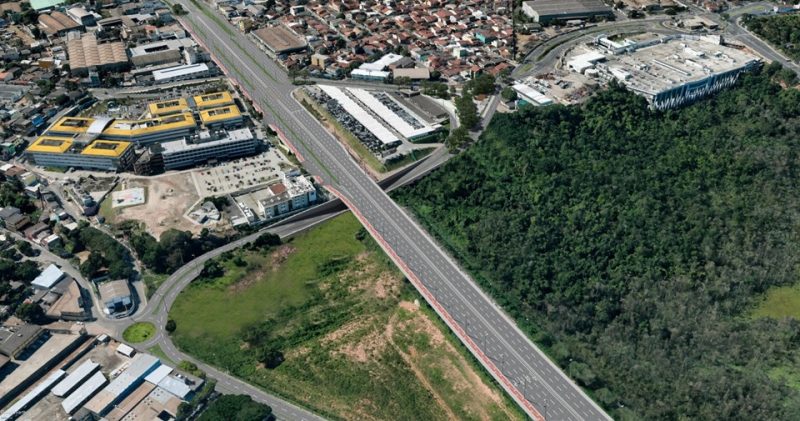Trevo de carapina