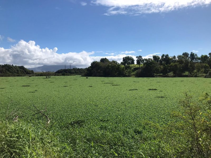 Lagoa Maringá