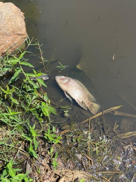 Peixe morto