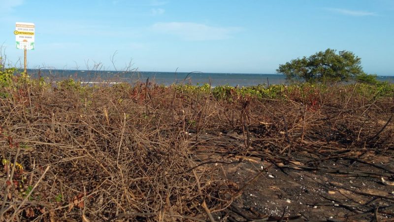 Restinga queimada queimada próxima à foz do córrego Irema