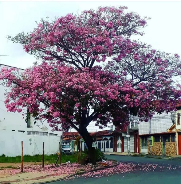 ipe rosa