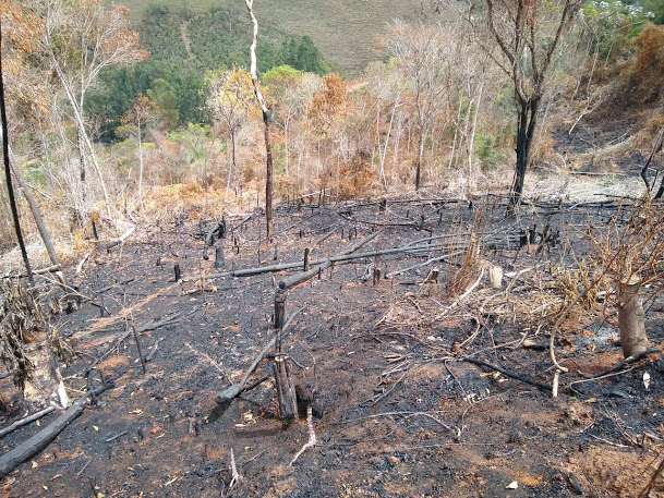 Mata queimada