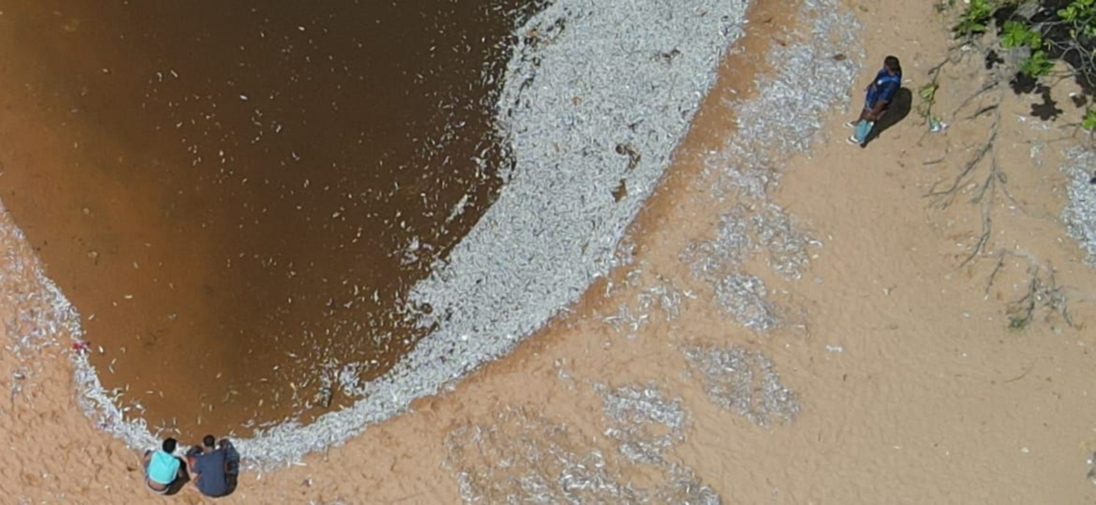 peixes mortos em lagoa da serrsa