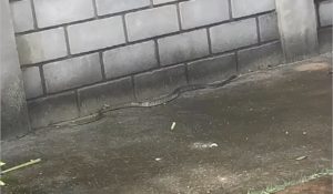 cobra