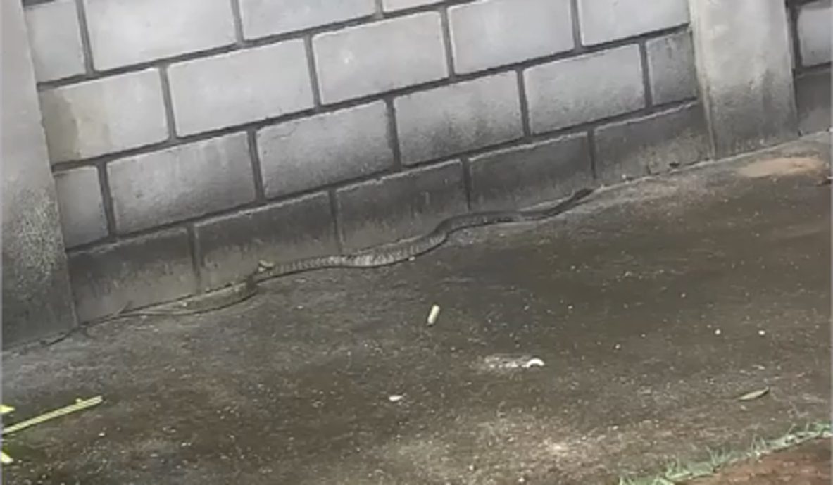 cobra cobra