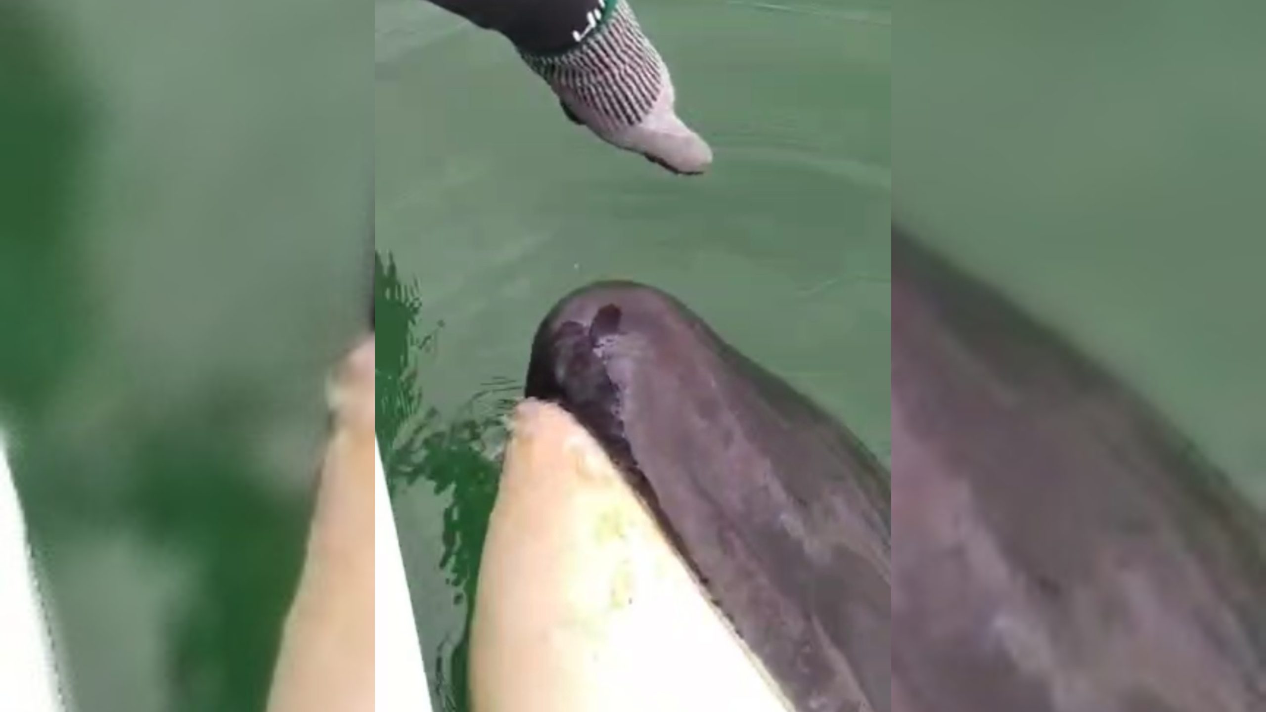 Serra orca