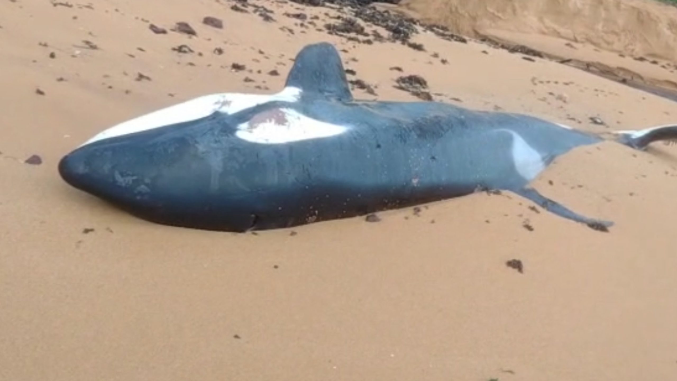 orca orca serra