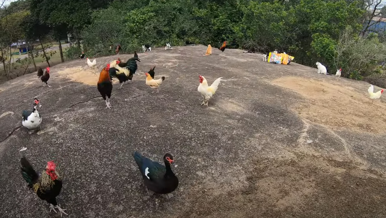 Pedra da cebola