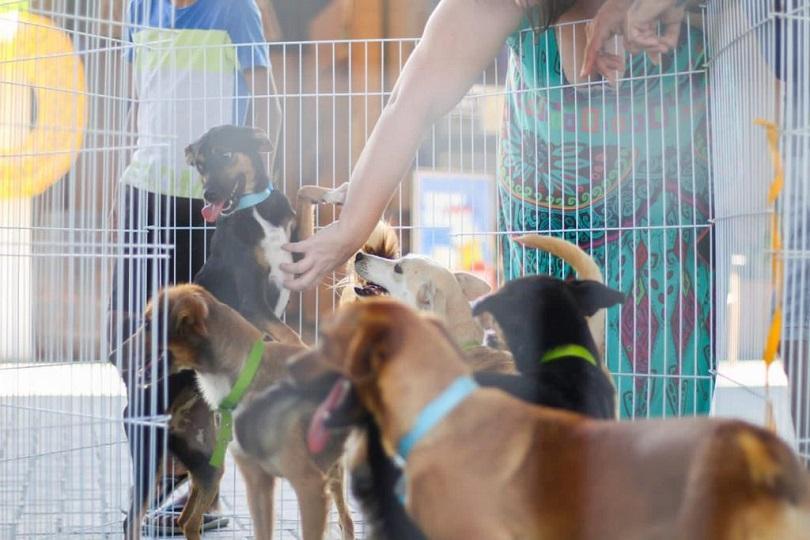 adoção animais ARCA