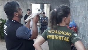filhote cachorro maus-tratos