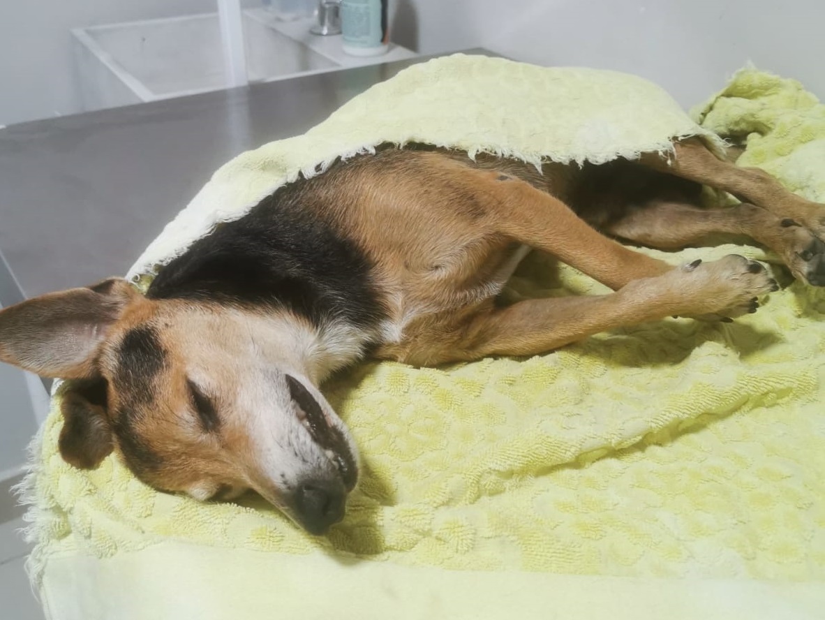 WhatsApp Image 2023-03-23 at 12.11.35 PM cachorro paulada Serra