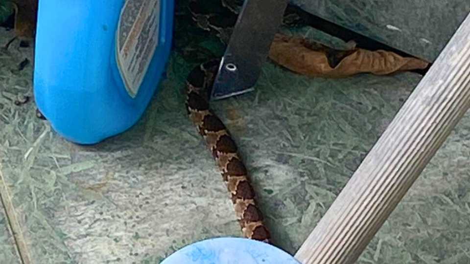 Cobra venenosa jararaca Serra