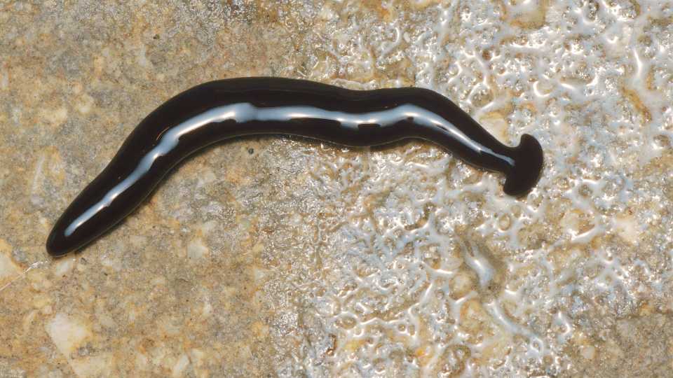 Verme ‘imortal’, canibal e invasor é encontrado na Serra; conheça o bicho Verme cabeça-de-martelo