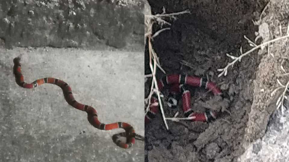 Cobras Cobra coral Serra Costa Bela