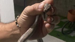 Cobra Costa Bela Serra