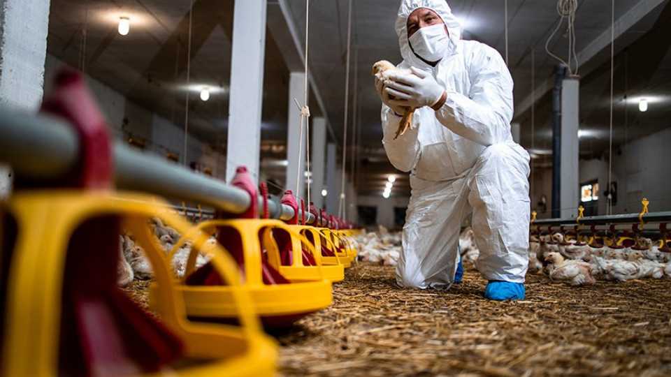 Gripe aviária Serra