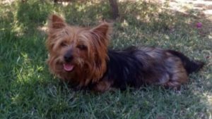 cachorro desaparecido
