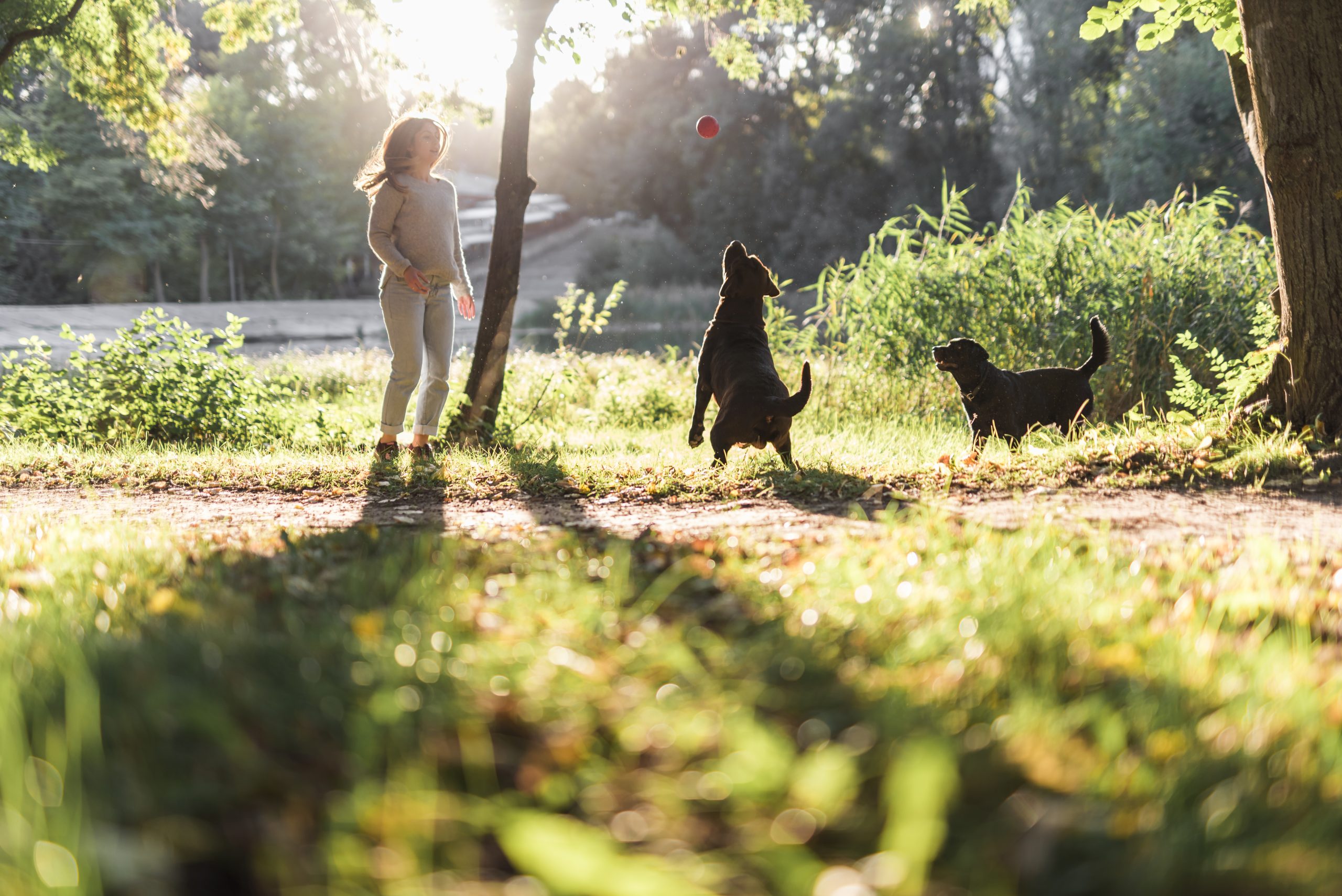 dois-cachorros-tocando-com-bola-parque animais