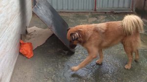 cachorro