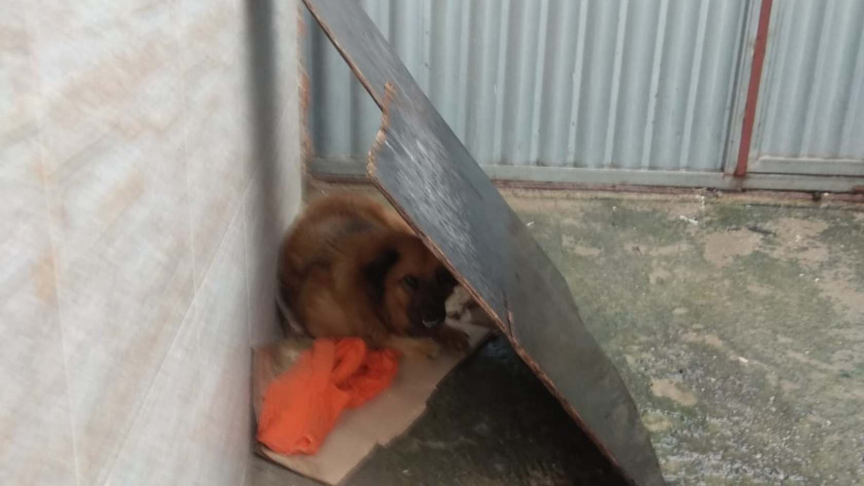 2 cachorro