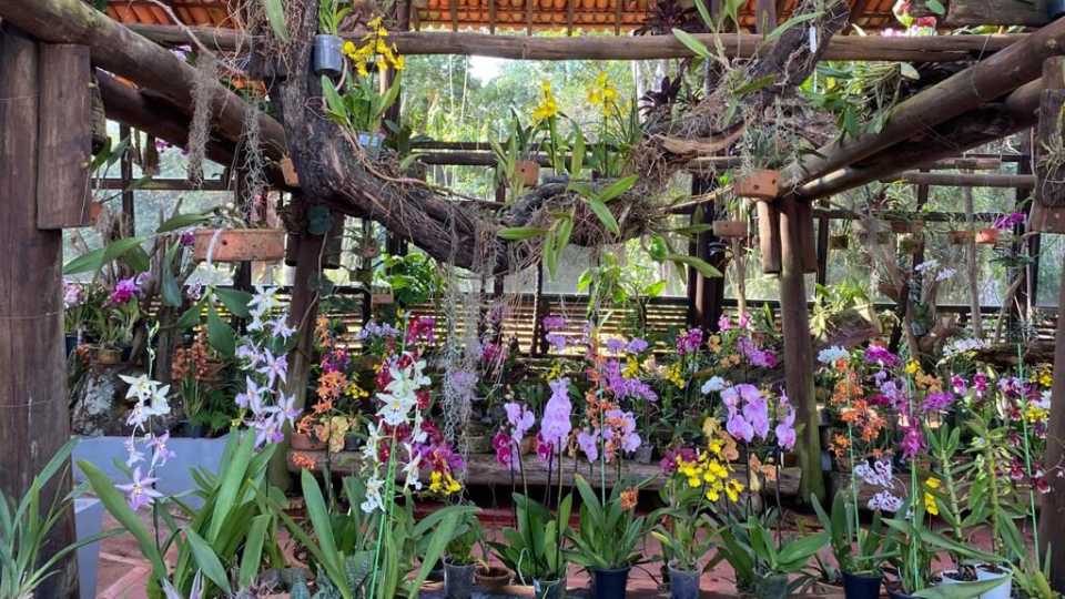 Festival de Orquídeas Serra Mel Colmeia Doces Sorteio Plantas