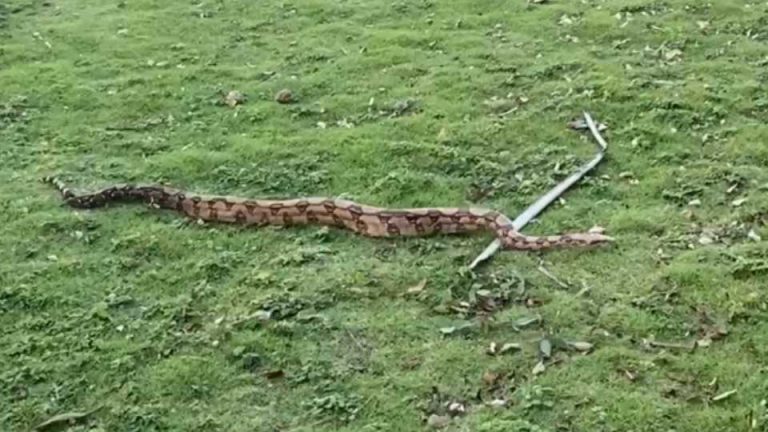 Cobra gigante Praia da Serra Árvore Jiboia