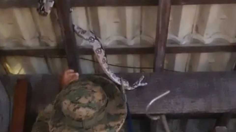 Cobra gigante Restaurante Policial Clientes