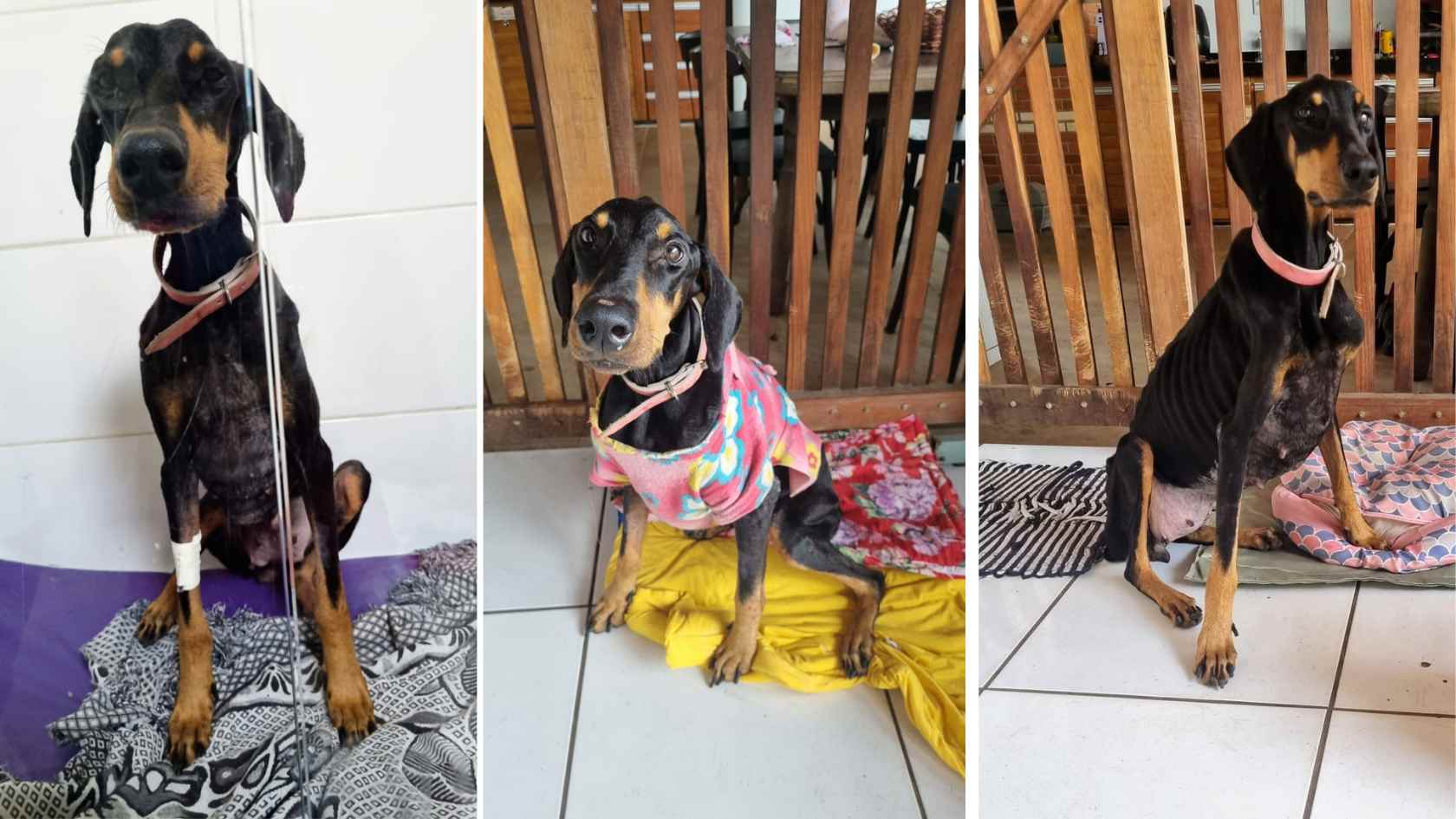 3 fotos Doberman