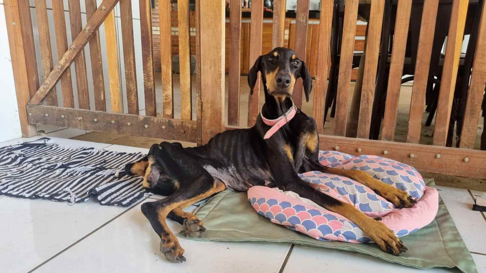 Design sem nome (1) Doberman