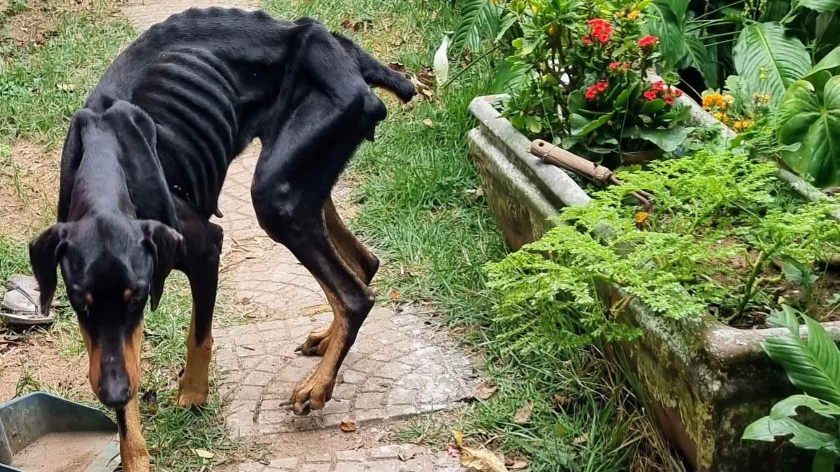 Design sem nome (2) Doberman