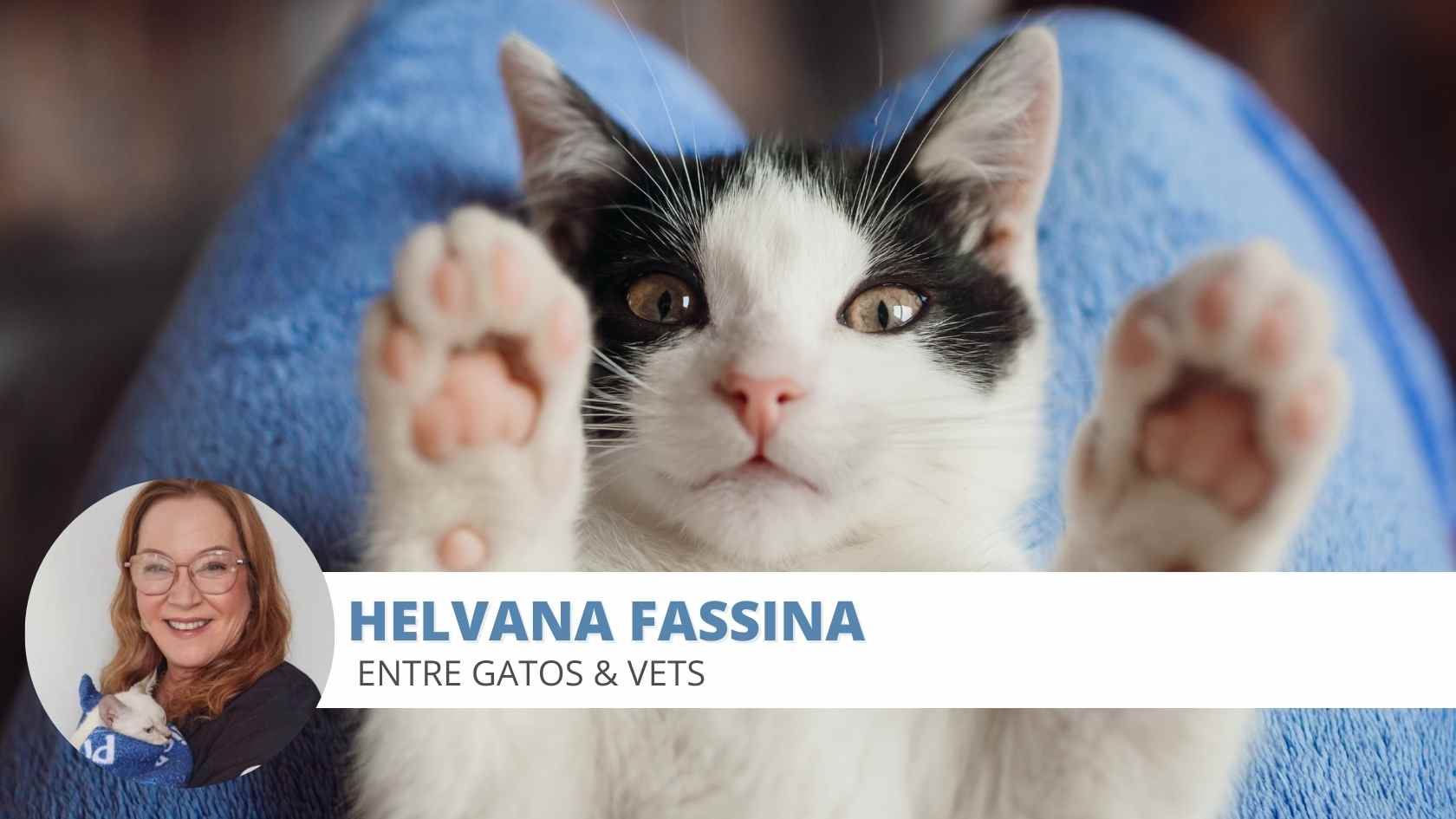 filhote de gato