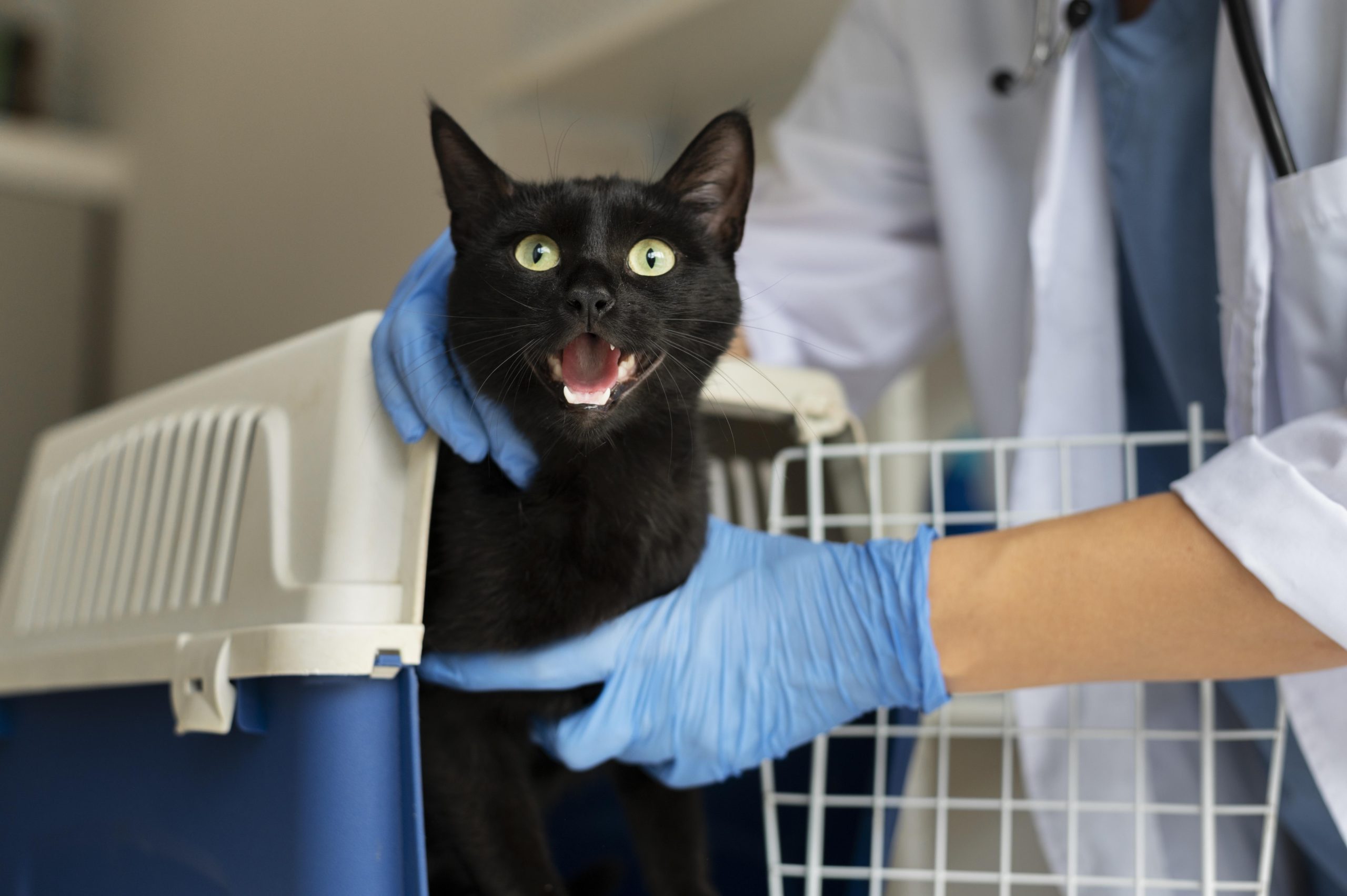 close-up-veterinarian-taking-care-cat dor gatos