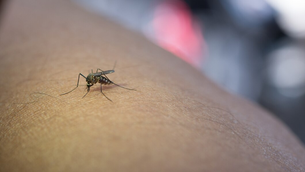 dengue dengue