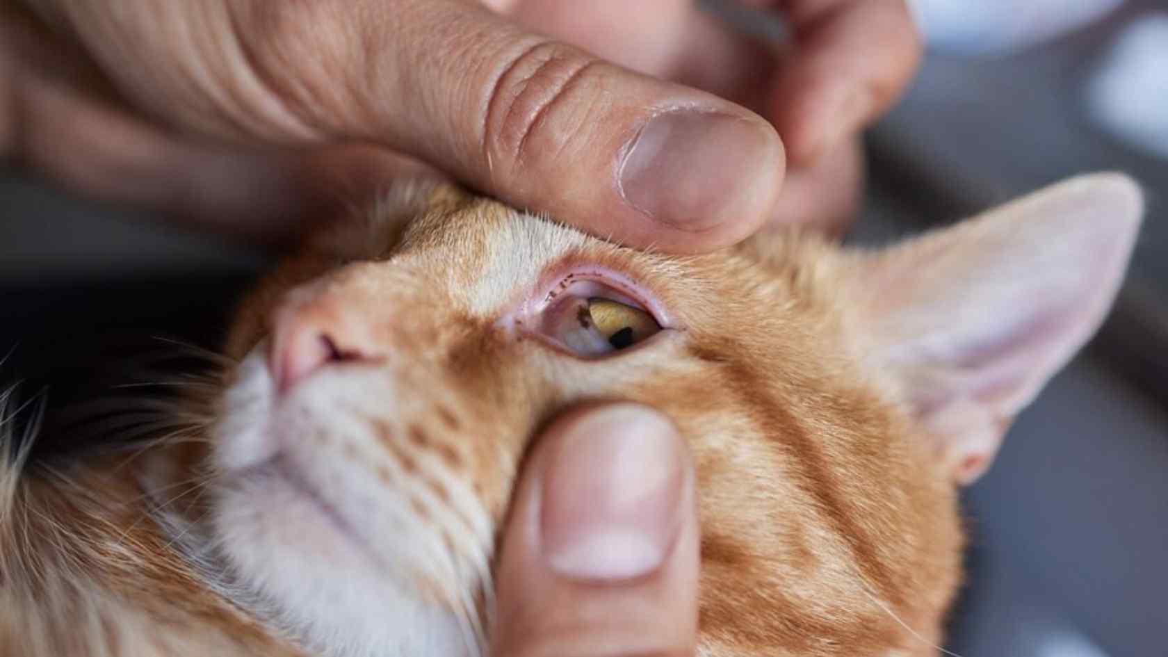 conjuntivite felina