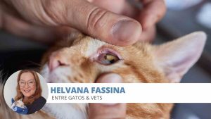 conjuntivite felina