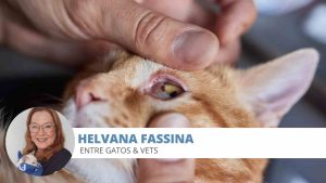 Conjuntivite felina