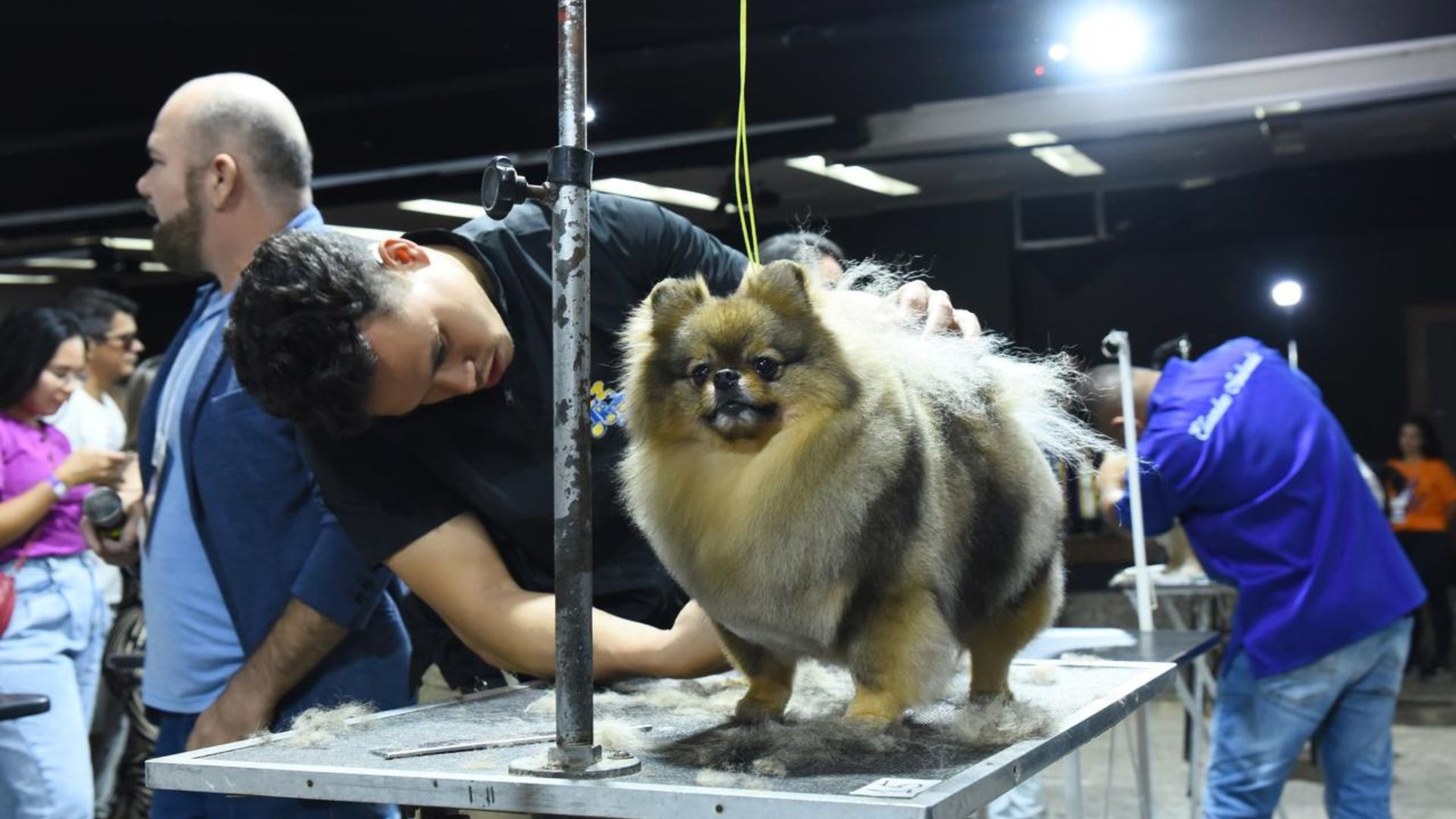 Serra Evento pet