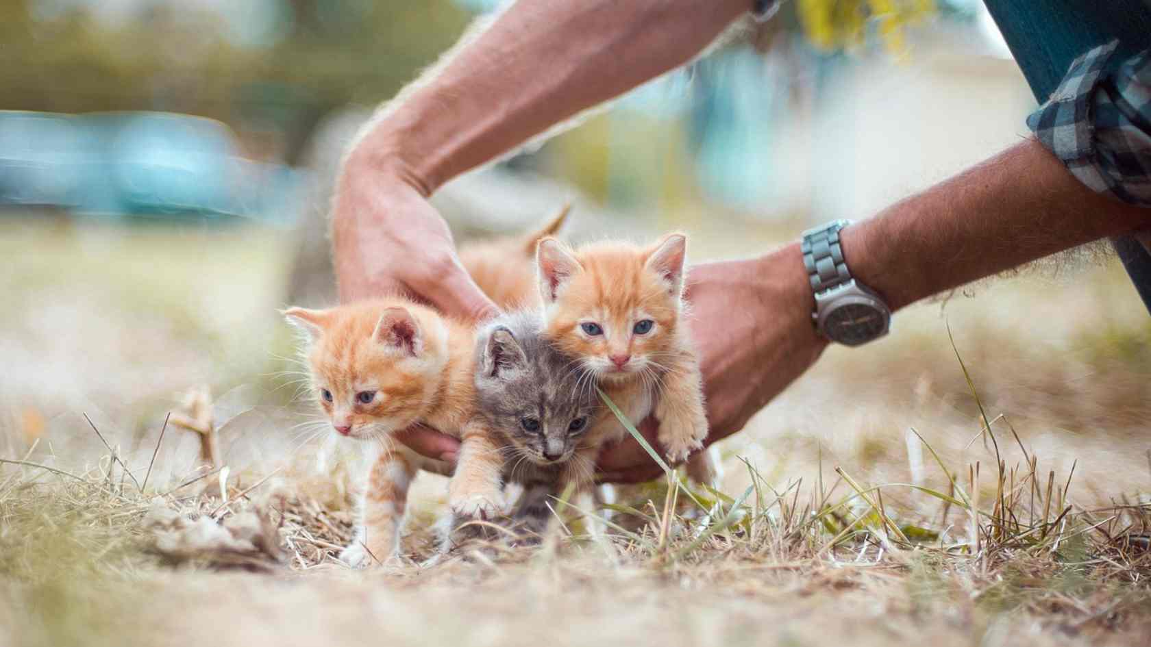 diarreia felinos
