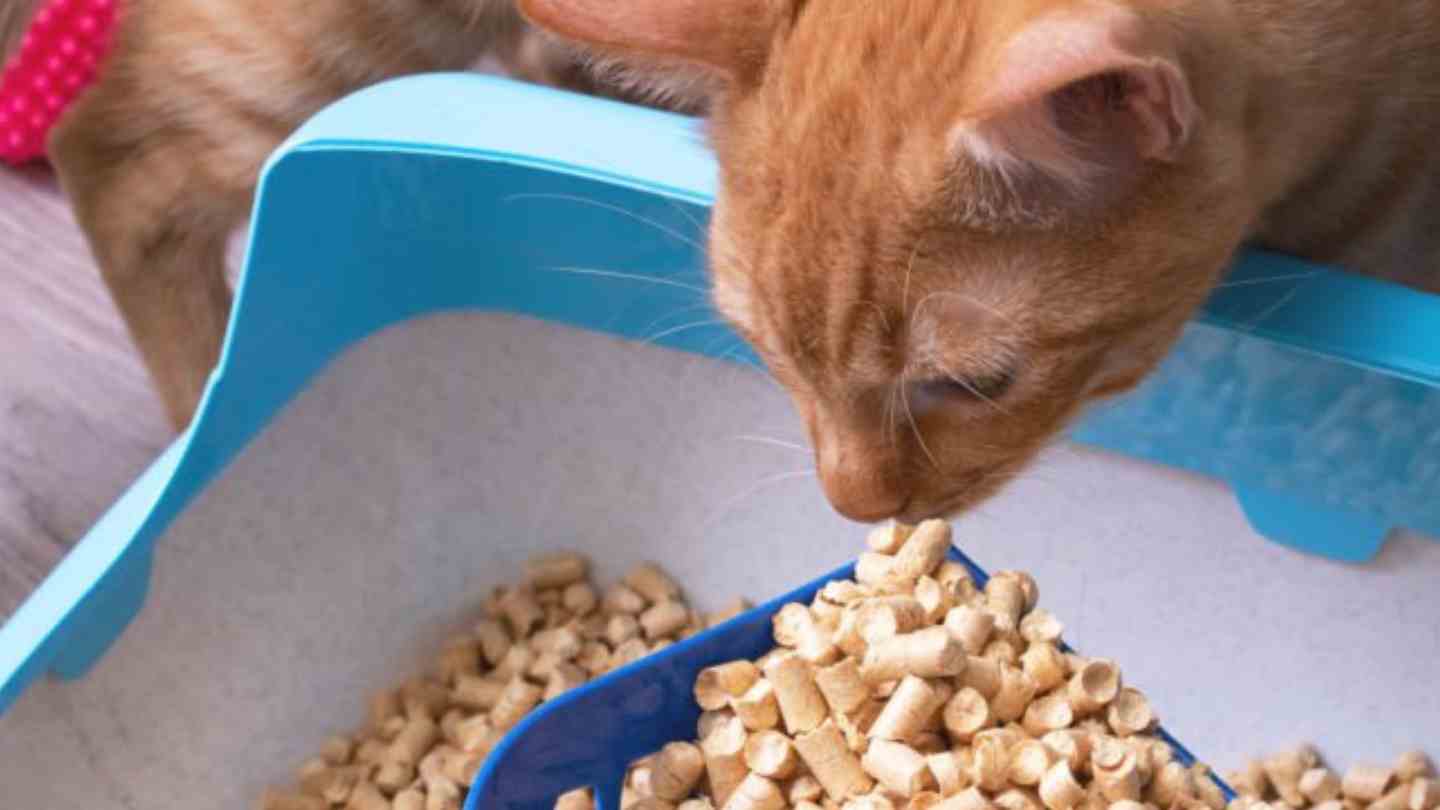 Constipação gatos