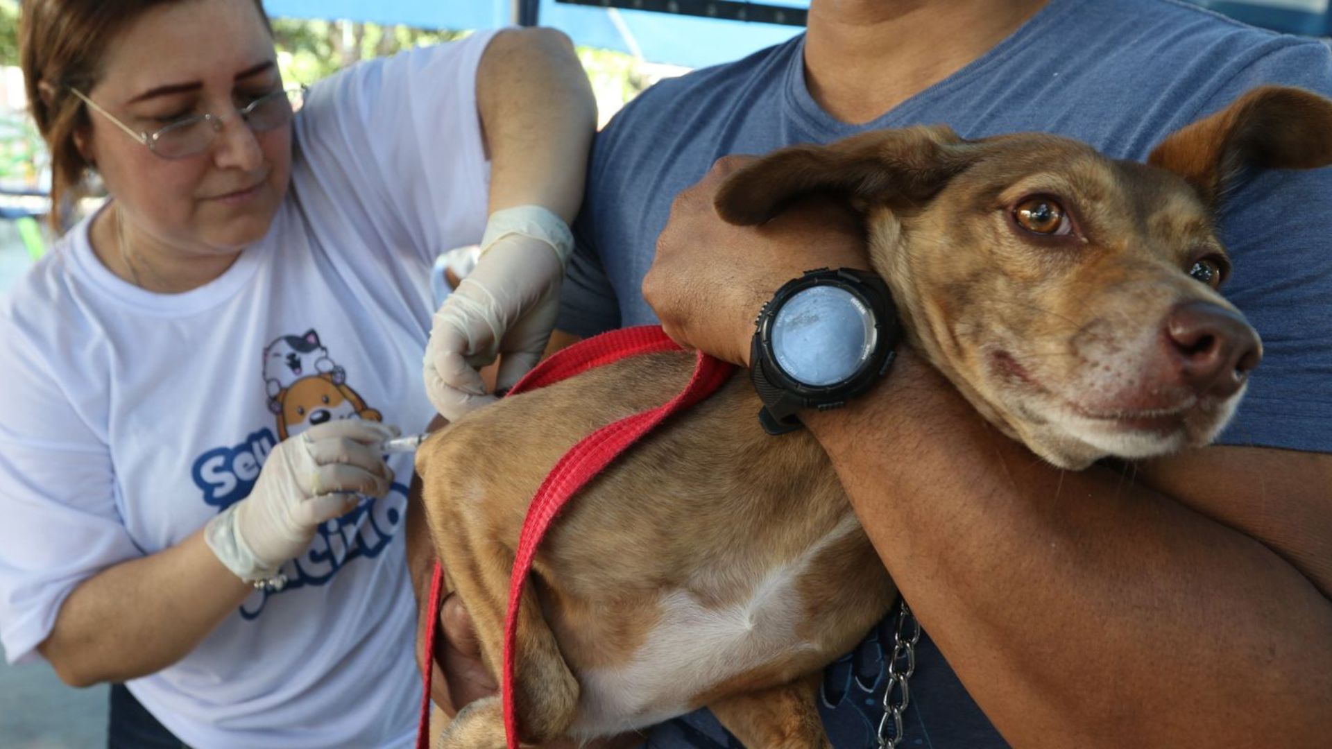 Serra Vacinação contra raiva Cães e gatos