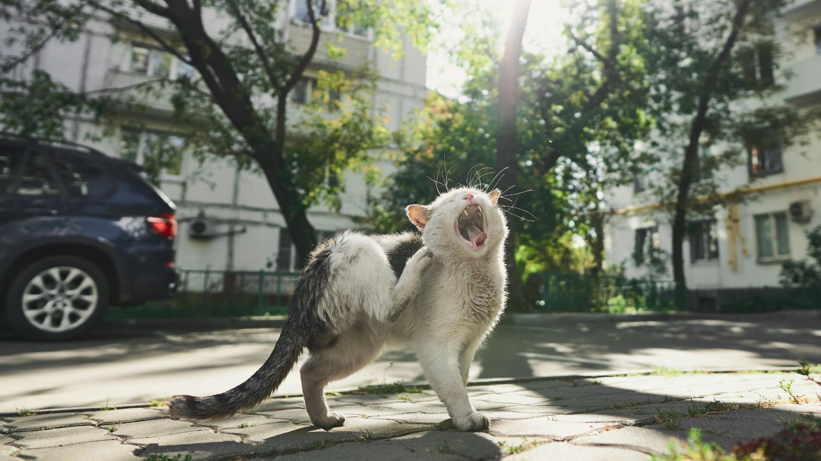 Otite gatos