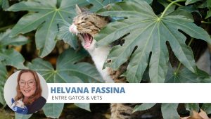 gato planta