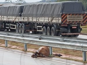 Menos de uma semana depois- outro animal é atropelado no Contorno do Mestre Álvaro