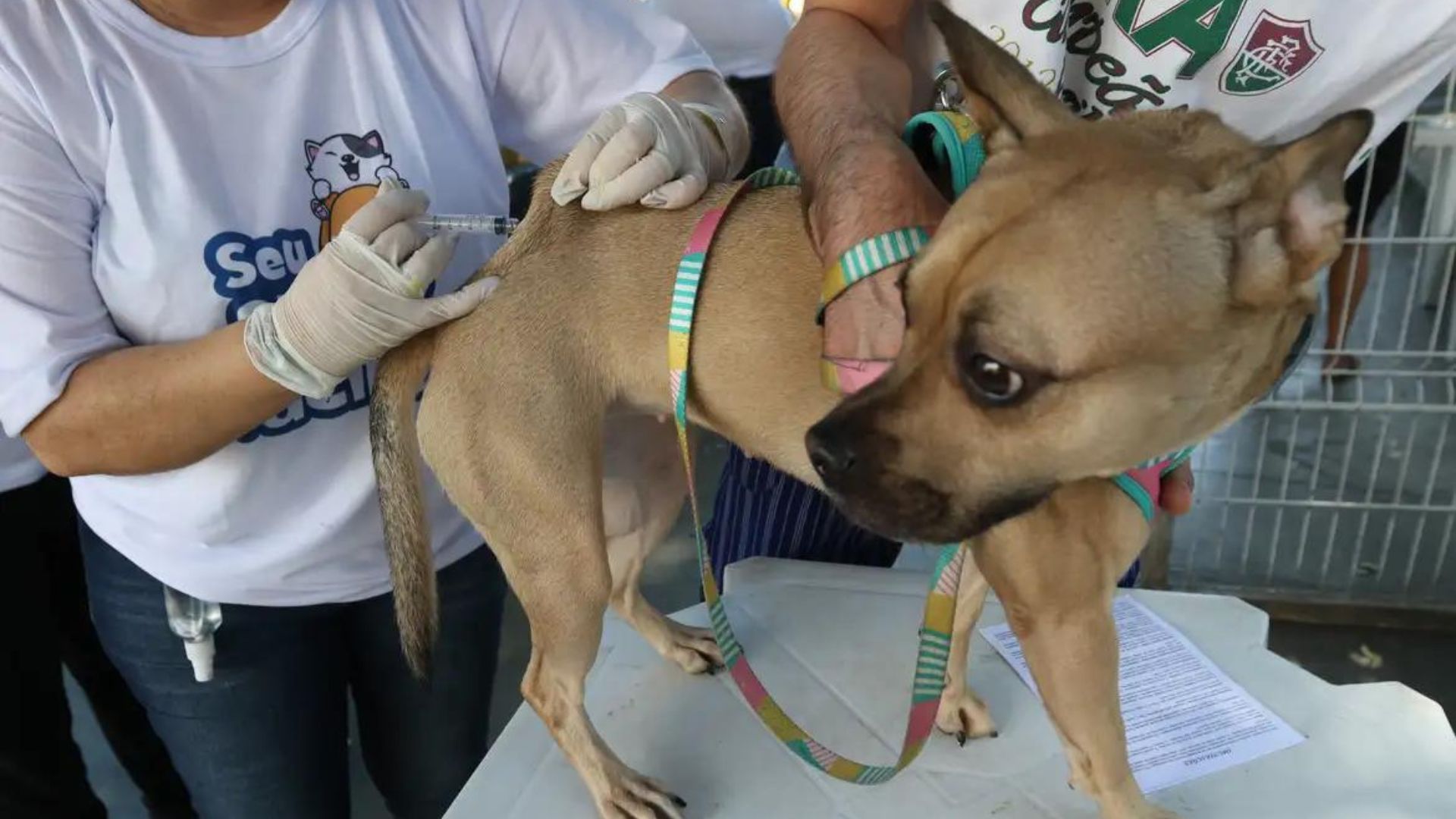 Serra Vacinação contra raiva Cães e gatos