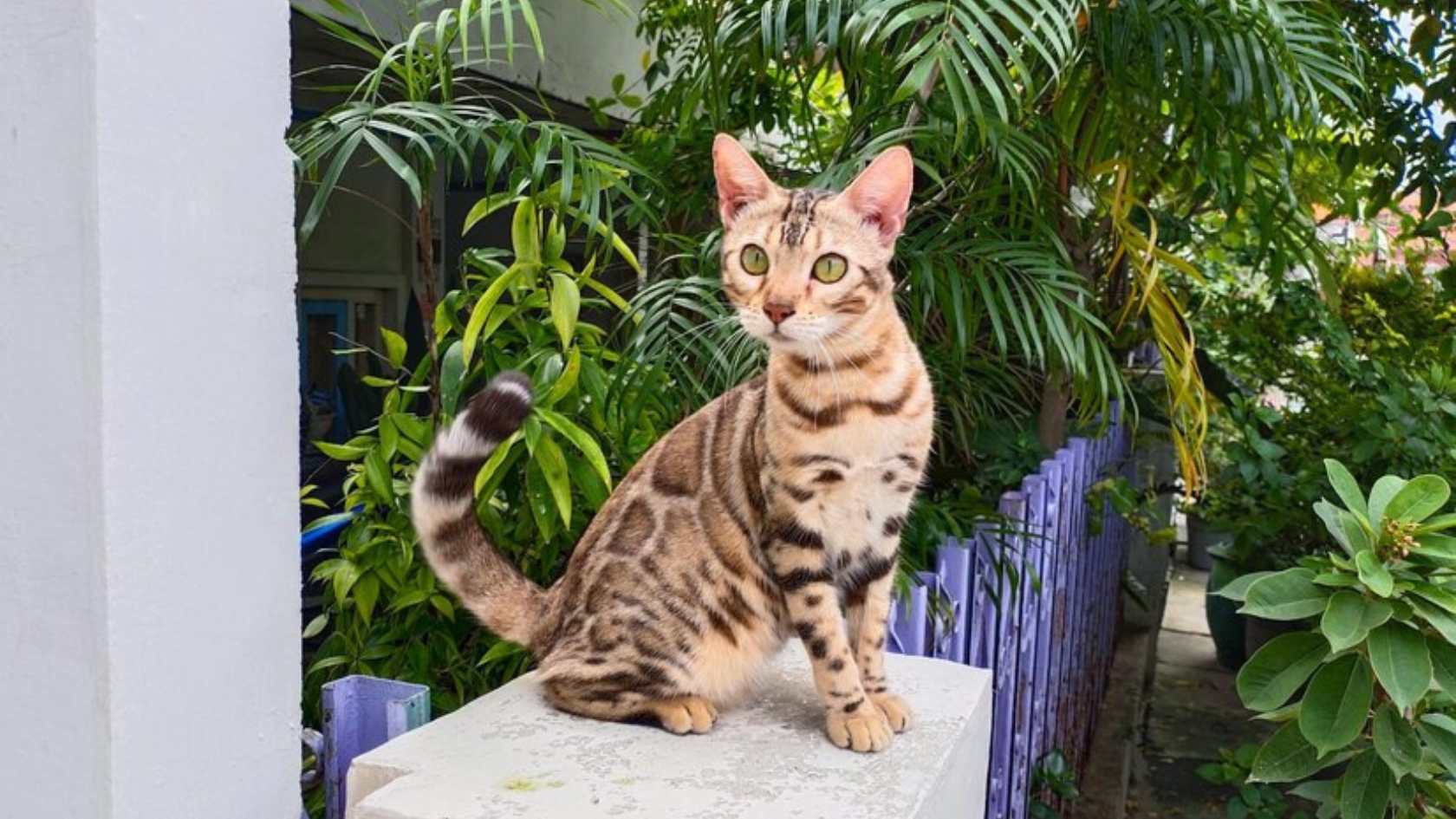 Design sem nome (4) ciclo cios gatas