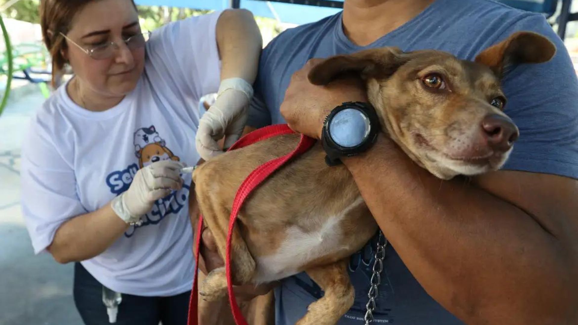 Serra Vacinação contra raiva Cães e gatos