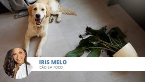 plantas tóxicas