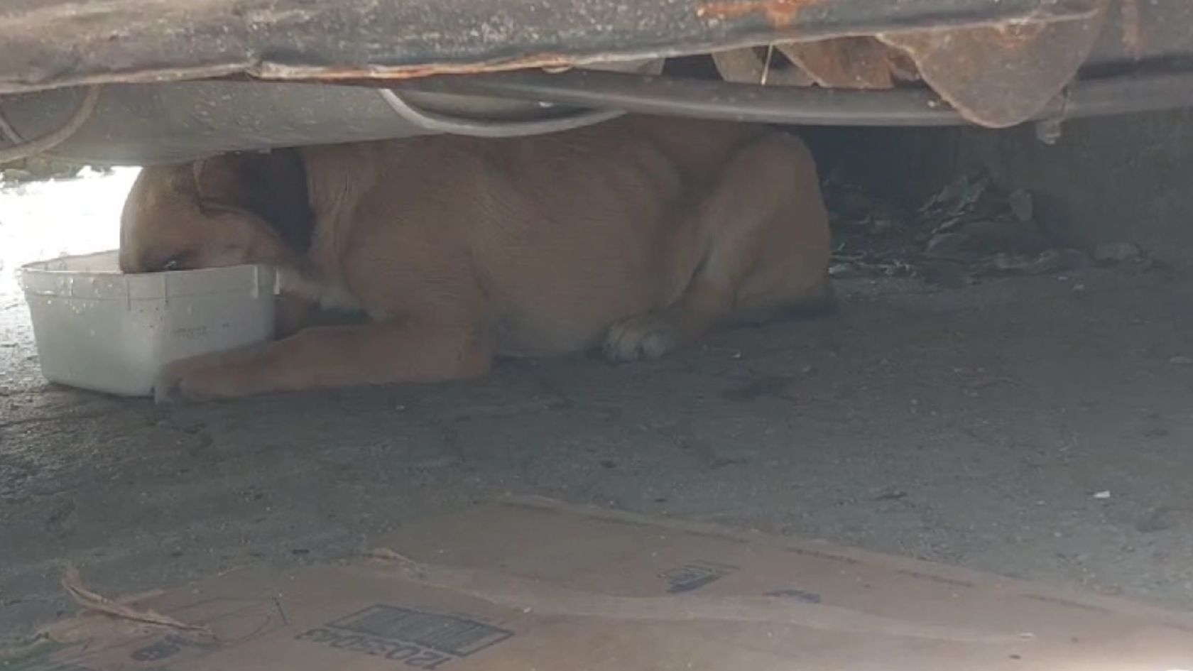 ameaça cachorro