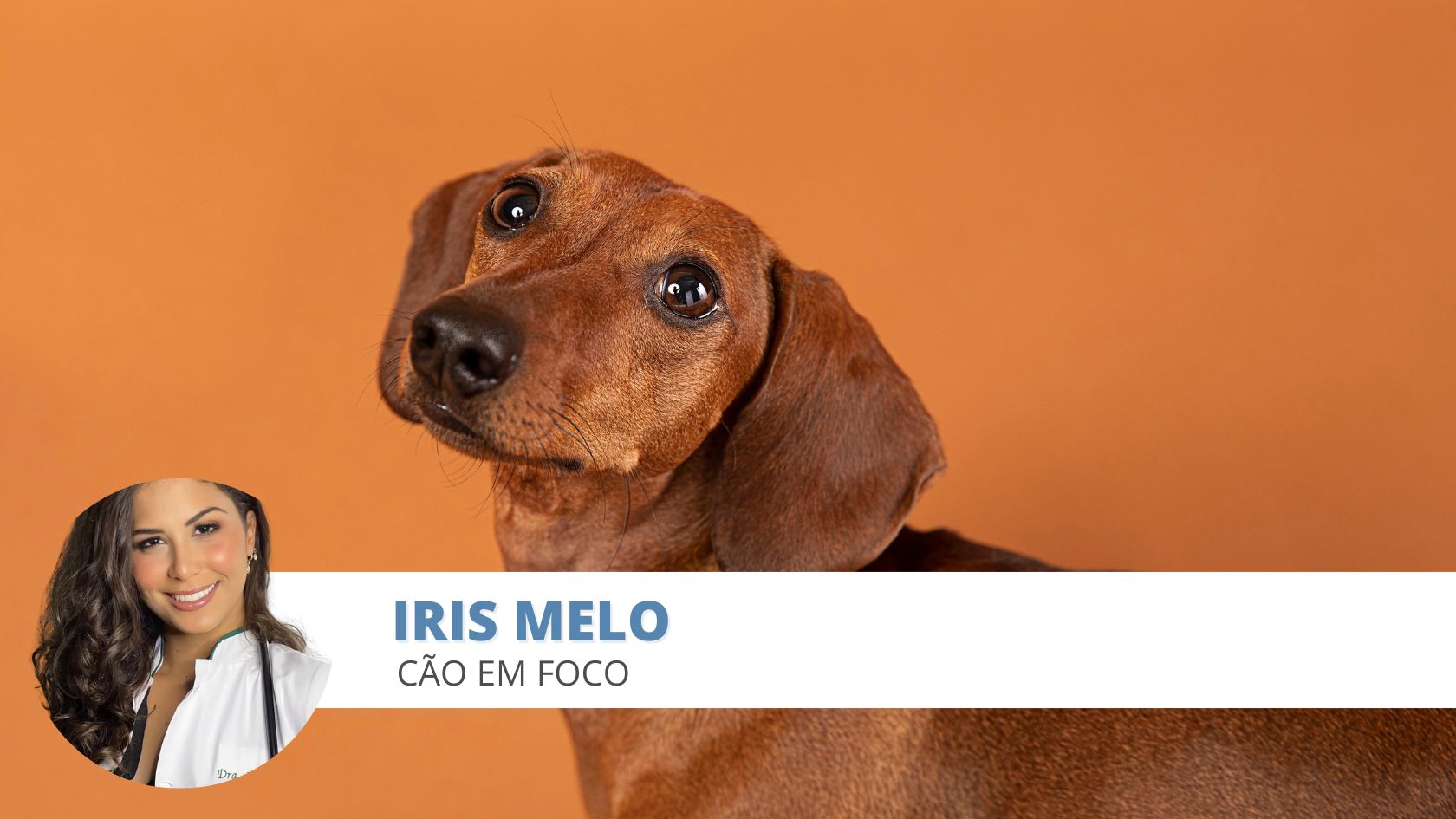 otite cães