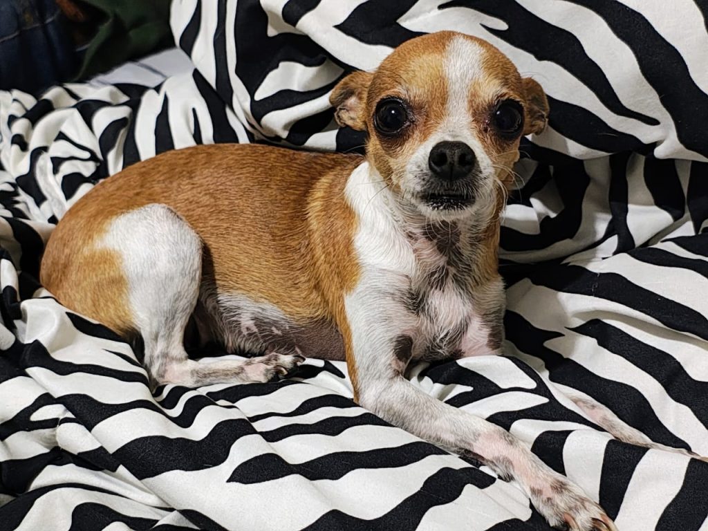 cachorra